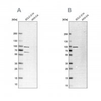 Anti-PNPT1 antibody produced in rabbit 