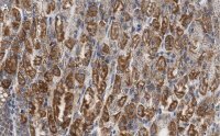 Anti-PNPT1 Antibody, clone 2D23 ZooMAb® Rabbit Monoclonal