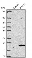 Anti-PNRC2 antibody produced in rabbit HPA045837-100UL