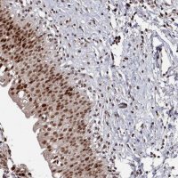 Anti-PNRC2 antibody produced in rabbit HPA045837-100UL