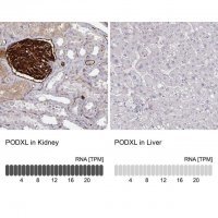Anti-PODXL antibody produced in rabbit 