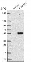 Anti-POGLUT1 antibody produced in rabbit 