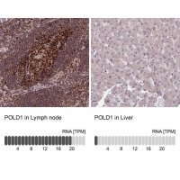 Anti-POLD1 antibody produced in rabbit 