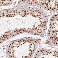 Anti-POLD3 antibody produced in rabbit