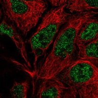 Anti-POLR2E antibody produced in rabbit 