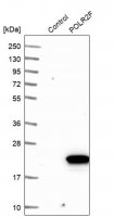 Anti-POLR2F antibody produced in rabbit 