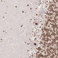 Anti-POLR2F antibody produced in rabbit 
