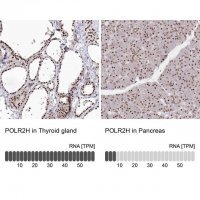 Anti-POLR2H antibody produced in rabbit HPA037745-100UL