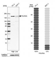 Anti-POLR3A antibody produced in rabbit 
