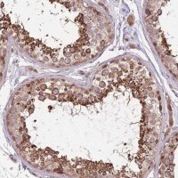 Anti-POLR3F antibody produced in rabbit