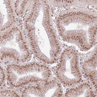 Anti-POLR3H antibody produced in rabbit 