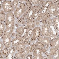 Anti-POMP antibody produced in rabbit 