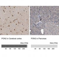 Anti-PON2 antibody produced in rabbit HPA029193-100UL