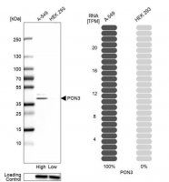 Anti-PON3 antibody produced in rabbit 