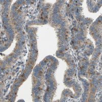 Anti-POR antibody produced in rabbit