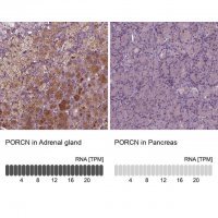 Anti-PORCN antibody produced in rabbit 