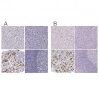 Anti-POU1F1 antibody produced in rabbit