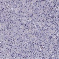 Anti-POU1F1 antibody produced in rabbit