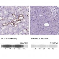 Anti-POU3F3 antibody produced in rabbit