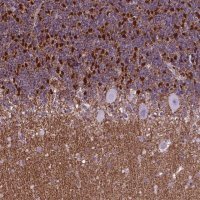 Anti-POU3F3 antibody produced in rabbit