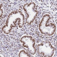 Anti-POU6F1 antibody produced in rabbit 