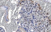 Anti-PPAR Antibody, clone 1I19 ZooMAb� Rabbit Monoclonal 