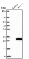 Anti-PPCDC antibody produced in rabbit 
