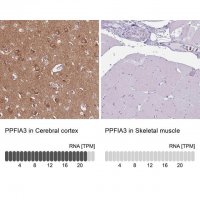 Anti-PPFIA3 antibody produced in rabbit 