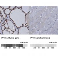 Anti-PPIB antibody produced in rabbit 
