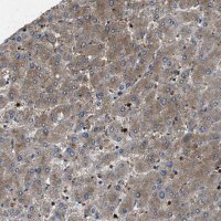 Anti-PPID antibody produced in rabbit