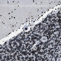 Anti-PPIE antibody produced in rabbit 