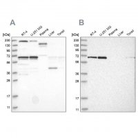 Anti-PPIL4 antibody produced in rabbit