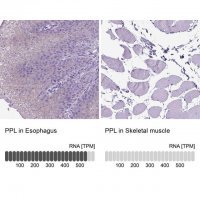 Anti-PPL antibody produced in rabbit 