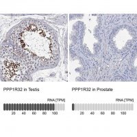 Anti-PPP1R32 antibody produced in rabbit 