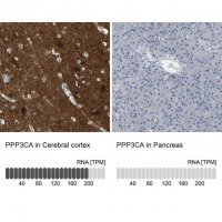 Anti-PPP3CA antibody produced in rabbit HPA012778-100UL