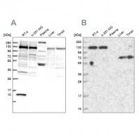Anti-PPP4R1 antibody produced in rabbit