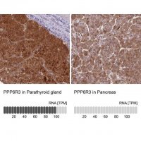Anti-PPP6R3 antibody produced in rabbit 