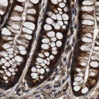 Anti-PPWD1 antibody produced in rabbit 