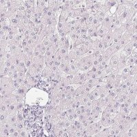 Anti-PPY antibody produced in rabbit