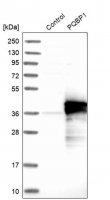 Anti-PQBP1 antibody produced in rabbit 