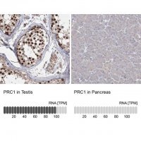 Anti-PRC1 antibody produced in rabbit 