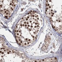 Anti-PRC1 antibody produced in rabbit 
