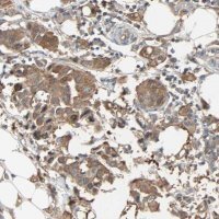 Anti-PRDX1 antibody produced in rabbit HPA007730-100UL