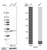 Anti-PRDX6 antibody produced in rabbit HPA006983-100UL