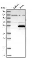 Anti-PREB antibody produced in rabbit