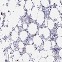 Anti-PRG3 antibody produced in rabbit 