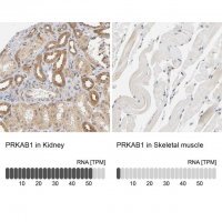 Anti-PRKAB1 antibody produced in rabbit