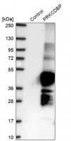 Anti-PRKCDBP antibody produced in rabbit