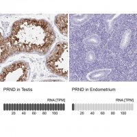 Anti-PRND antibody produced in rabbit