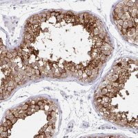 Anti-PRND antibody produced in rabbit